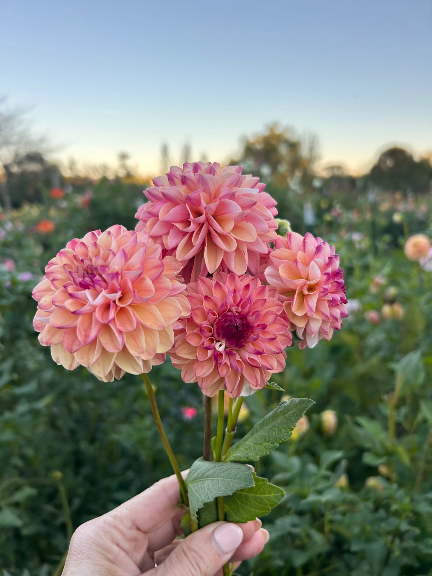Lee's Confetti dahlia tuber
