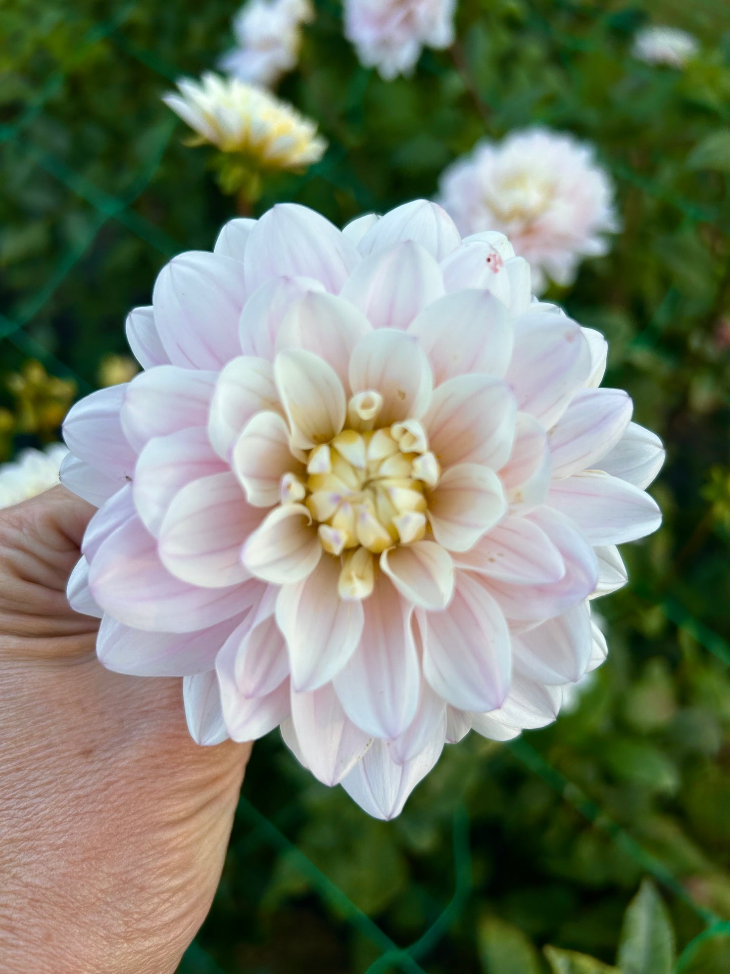 Diana's Memory dahlia tuber