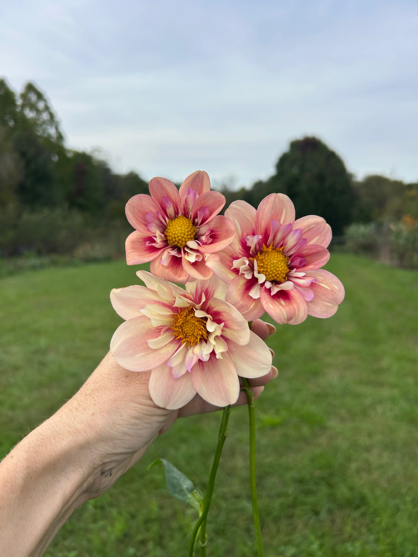 Rhubarb and Custard dahlia tuber - LIMIT 1 per household