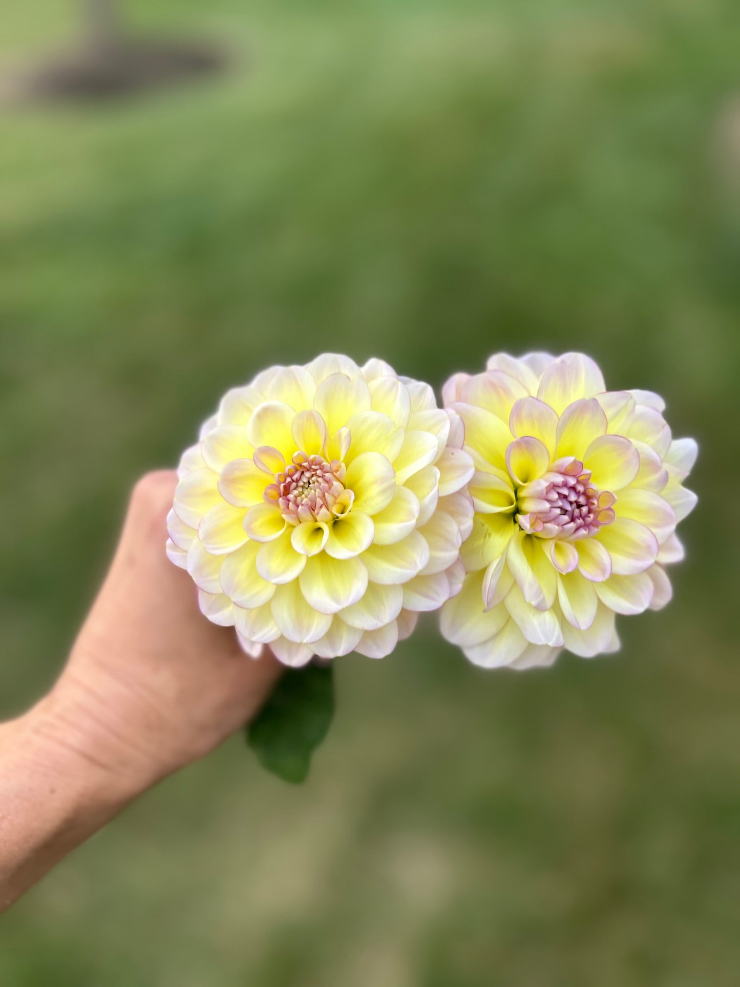 I'm Blushing dahlia tuber