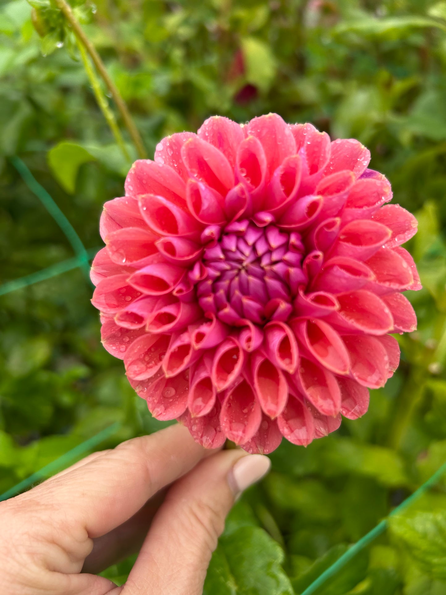 RM Illusion dahlia tuber