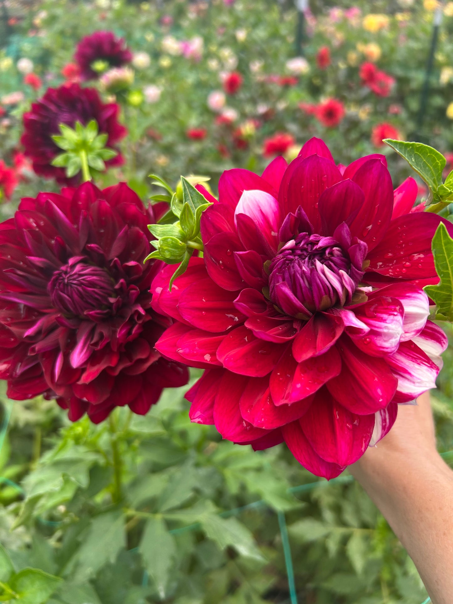 Hollyhill Masquerade dahlia tuber