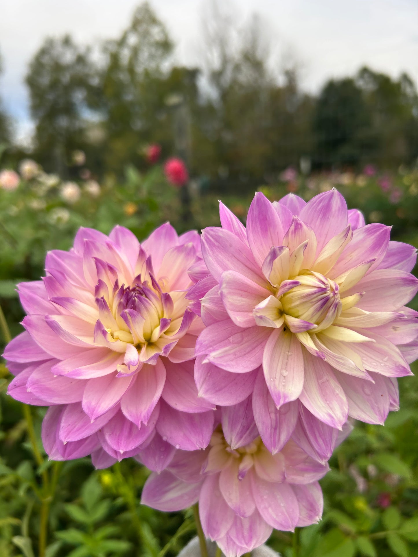 Hollyhill Leda dahlia tuber