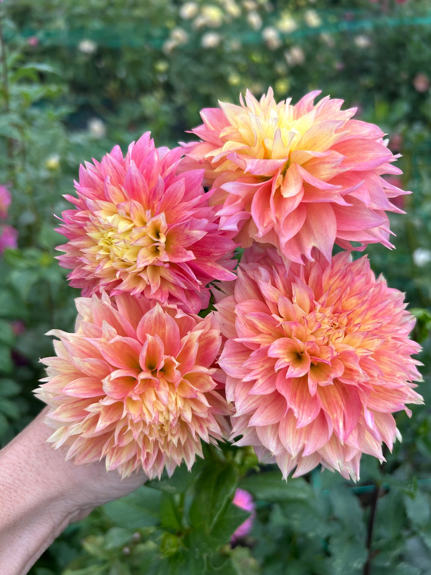 Kogane Fubuki dahlia tuber