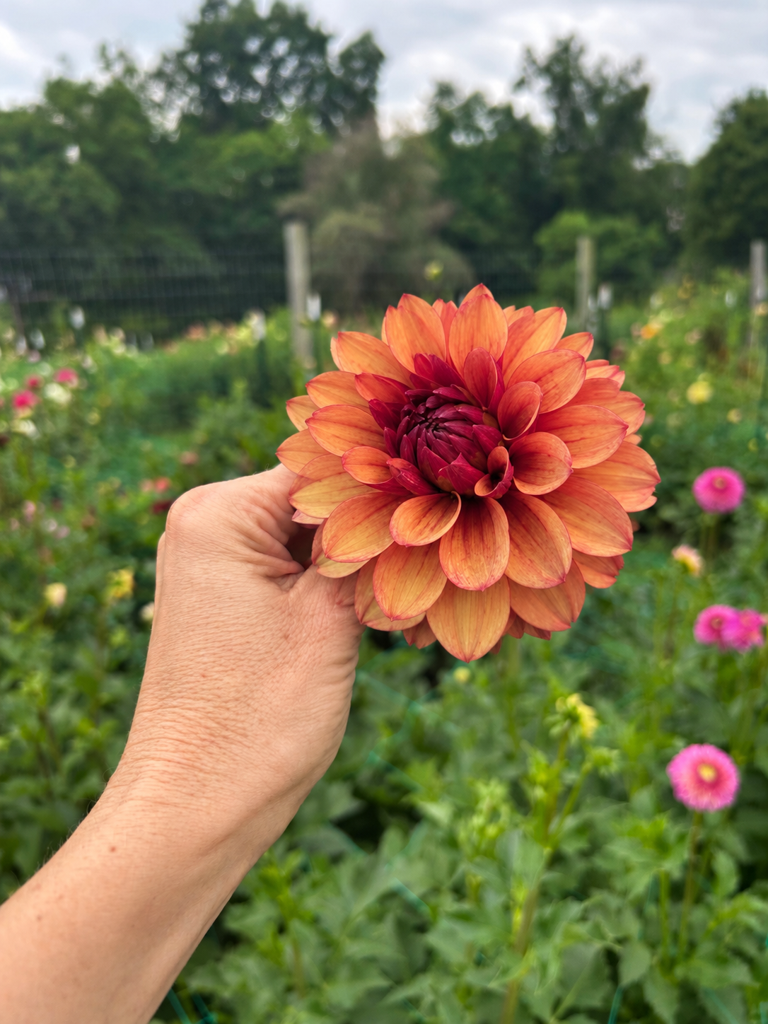 Lee's Ember dahlia tuber