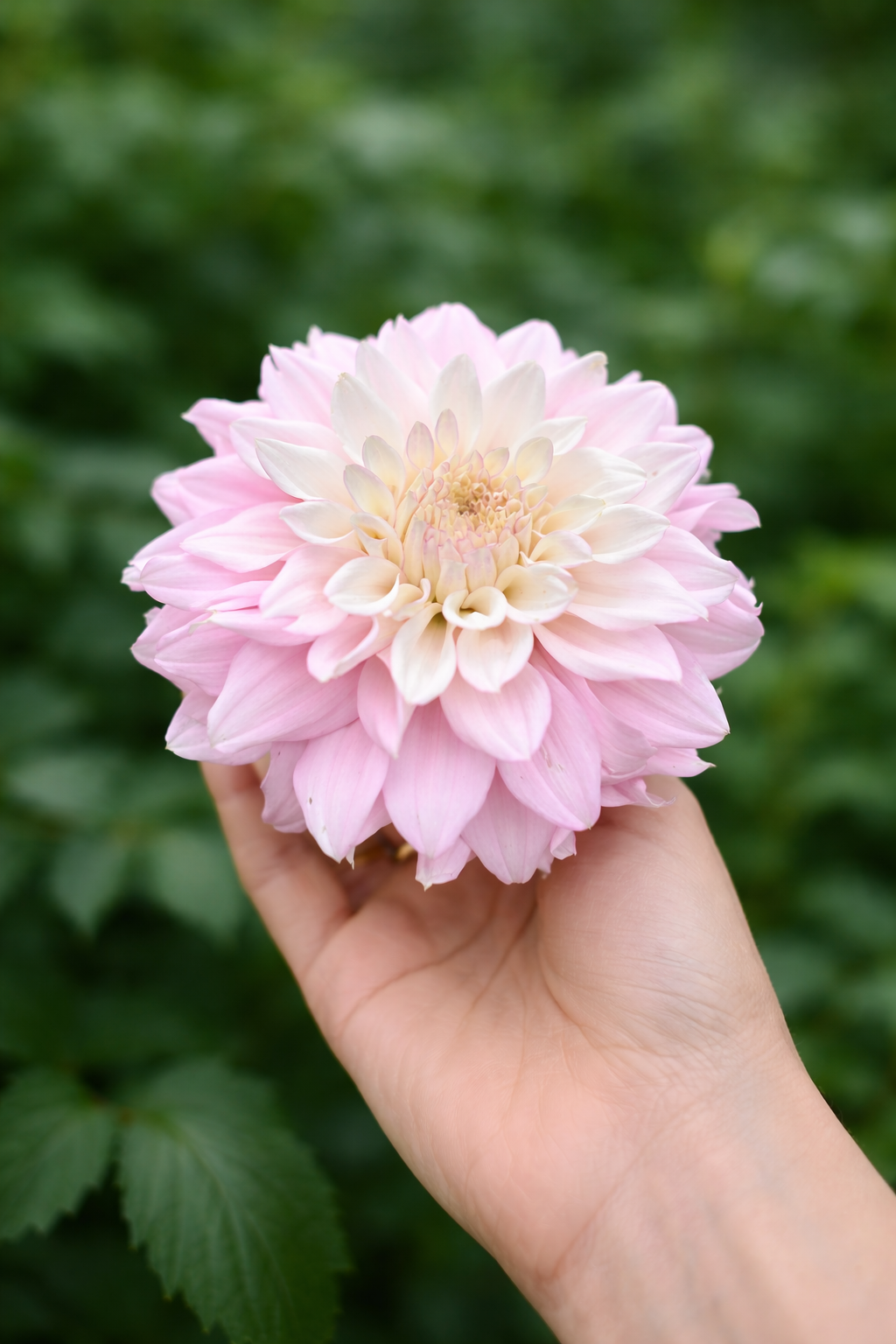 Lee's Blush Charmeuse dahlia tuber - LIMIT 1 per household