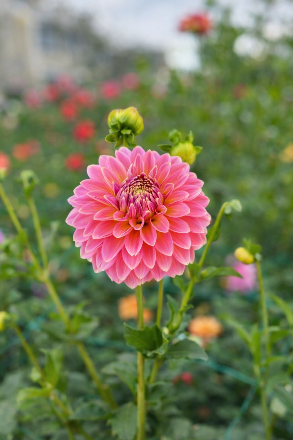 Bloomquist Mojo dahlia tuber
