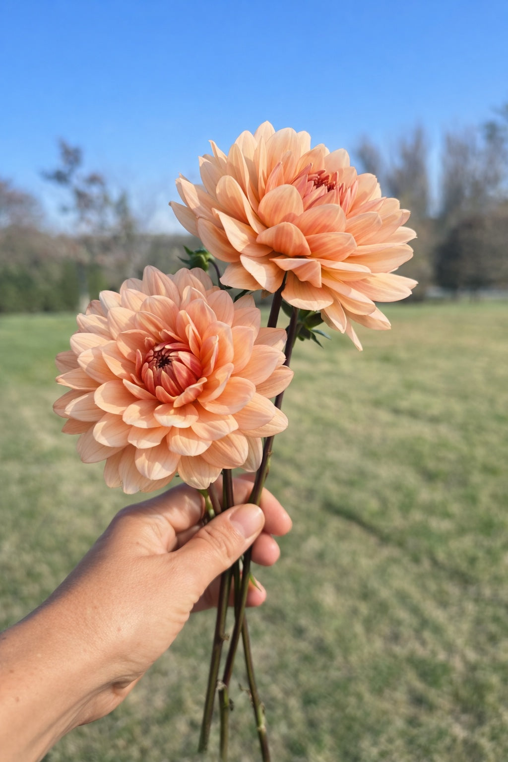 Apricot Desire dahlia tuber
