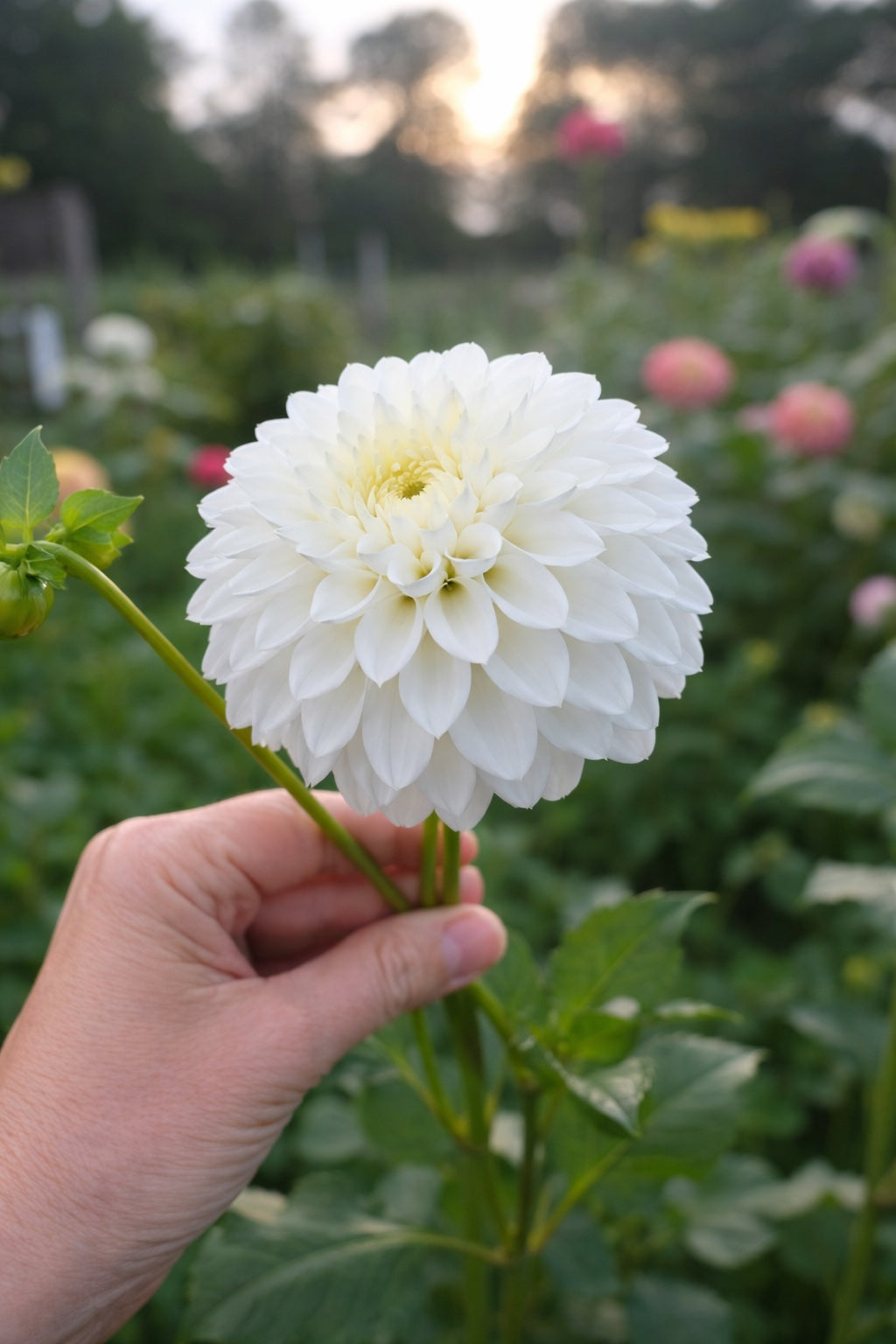 Blizzard dahlia tuber