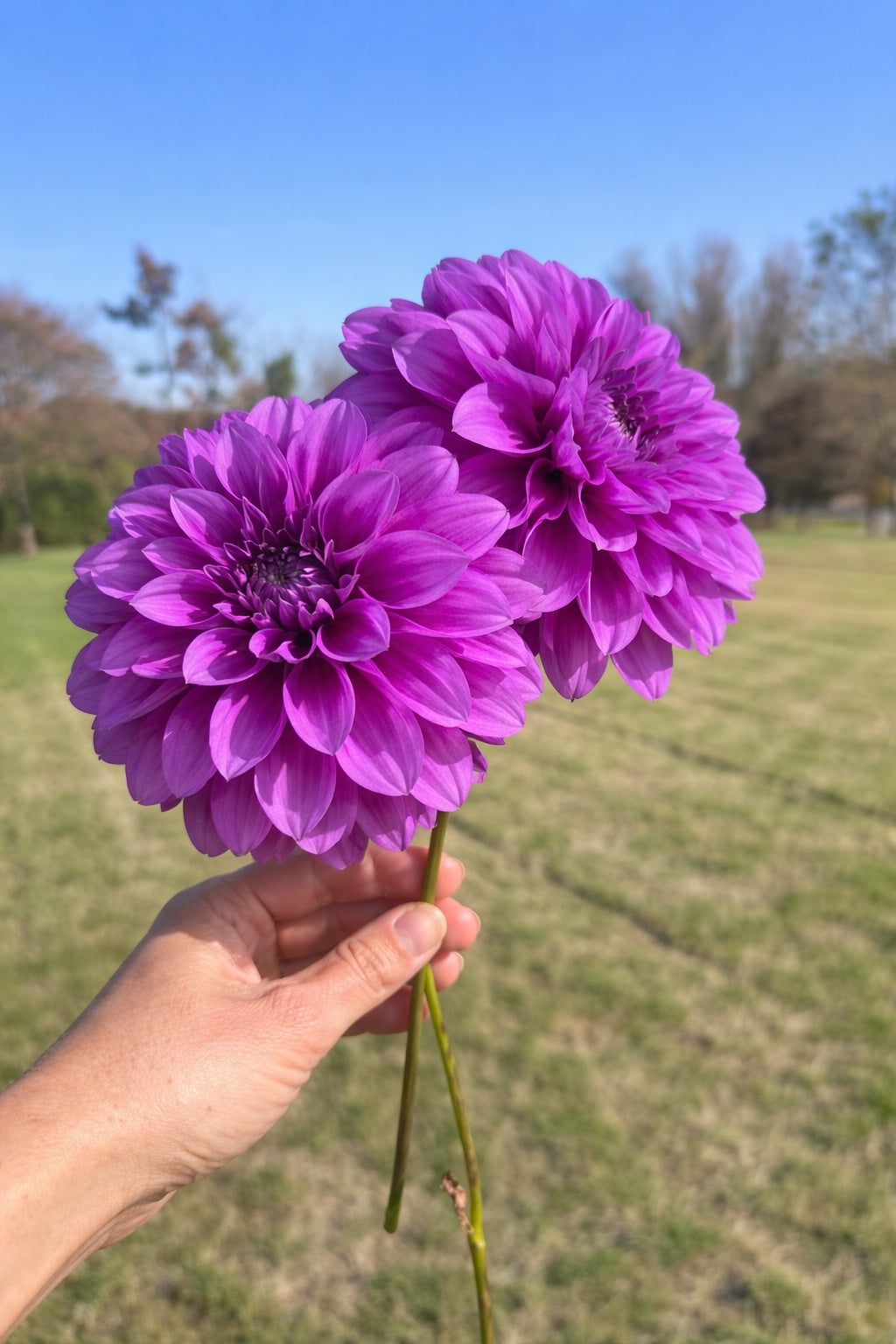 Bluetiful dahlia tuber