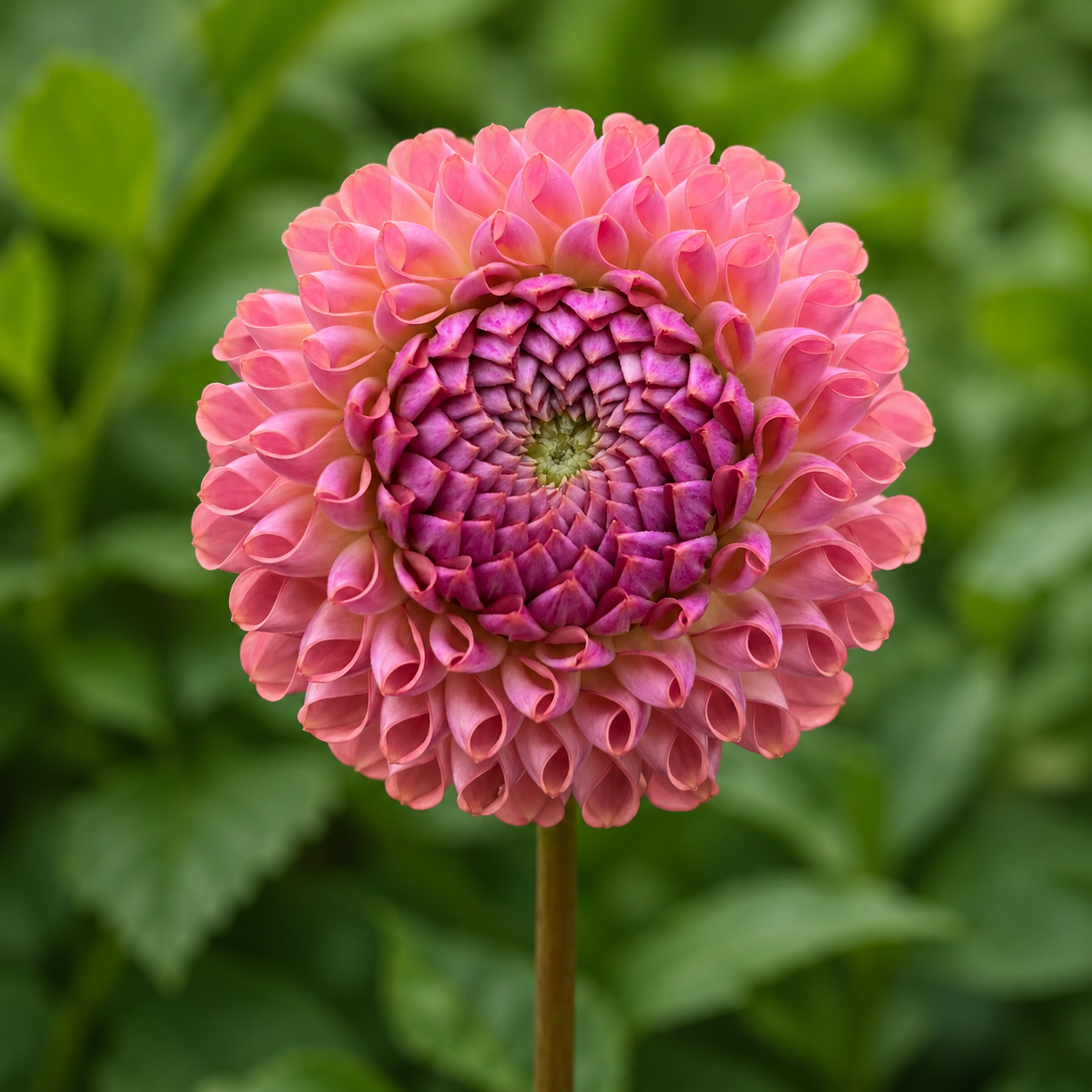 Caitlyn's Joy dahlia tuber