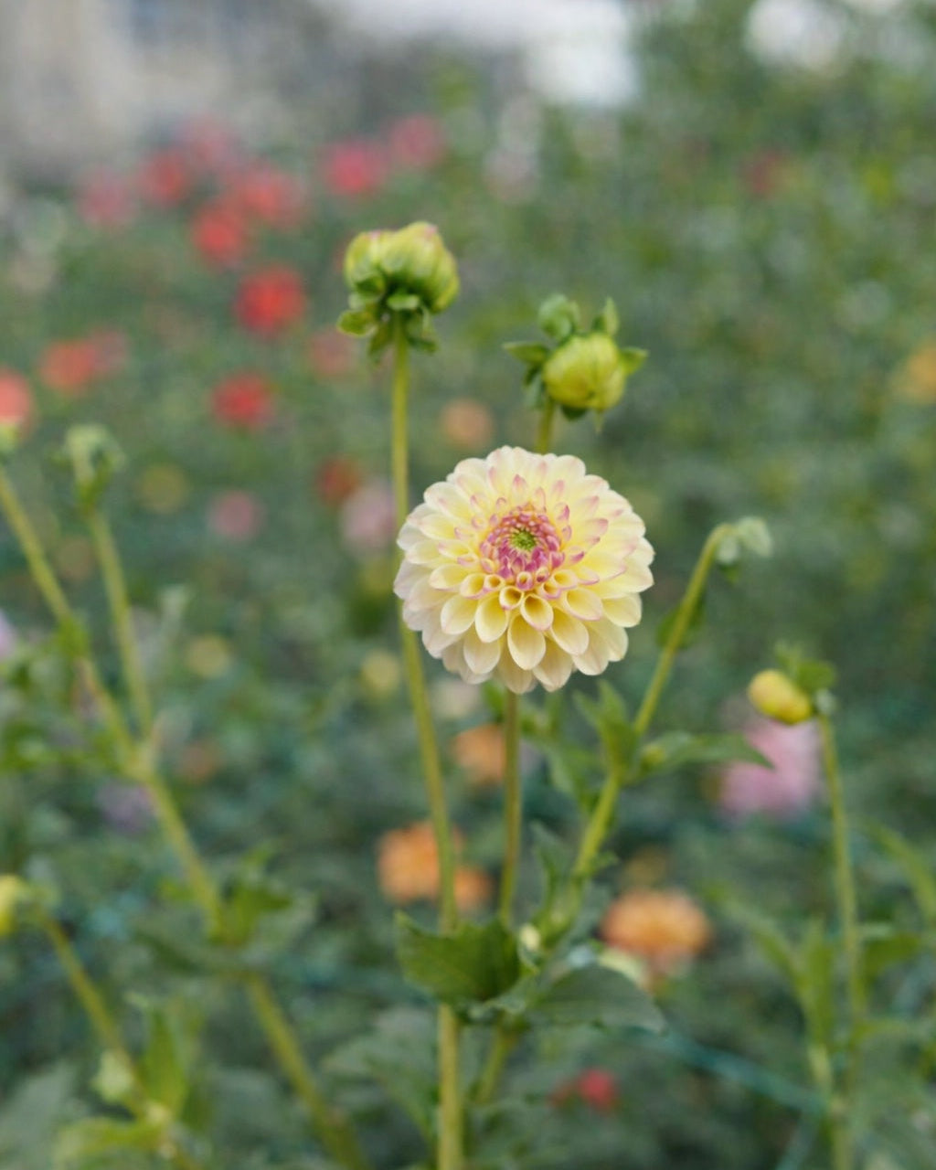 Cherish dahlia tuber