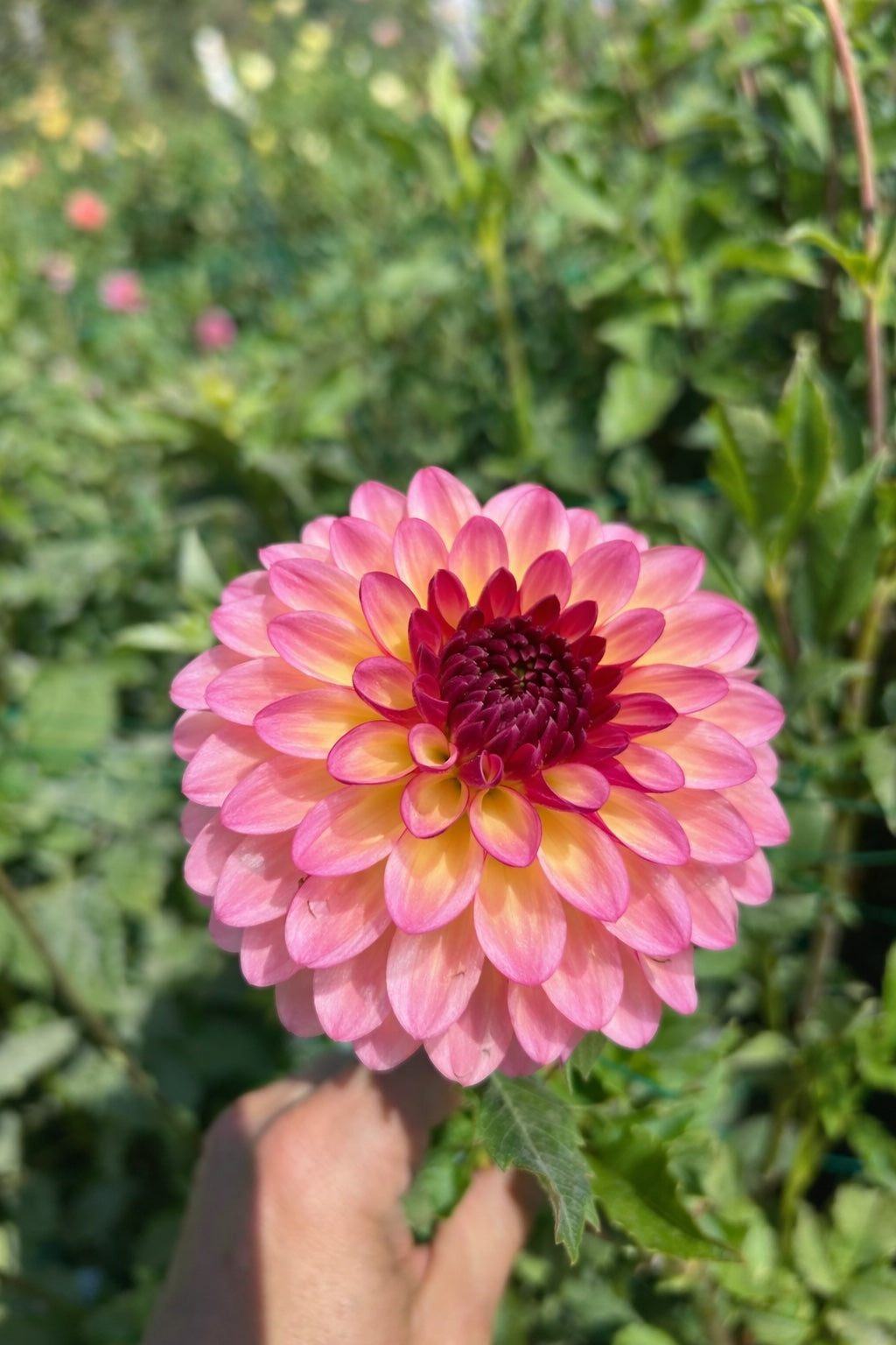 Foxy Lady dahlia tuber