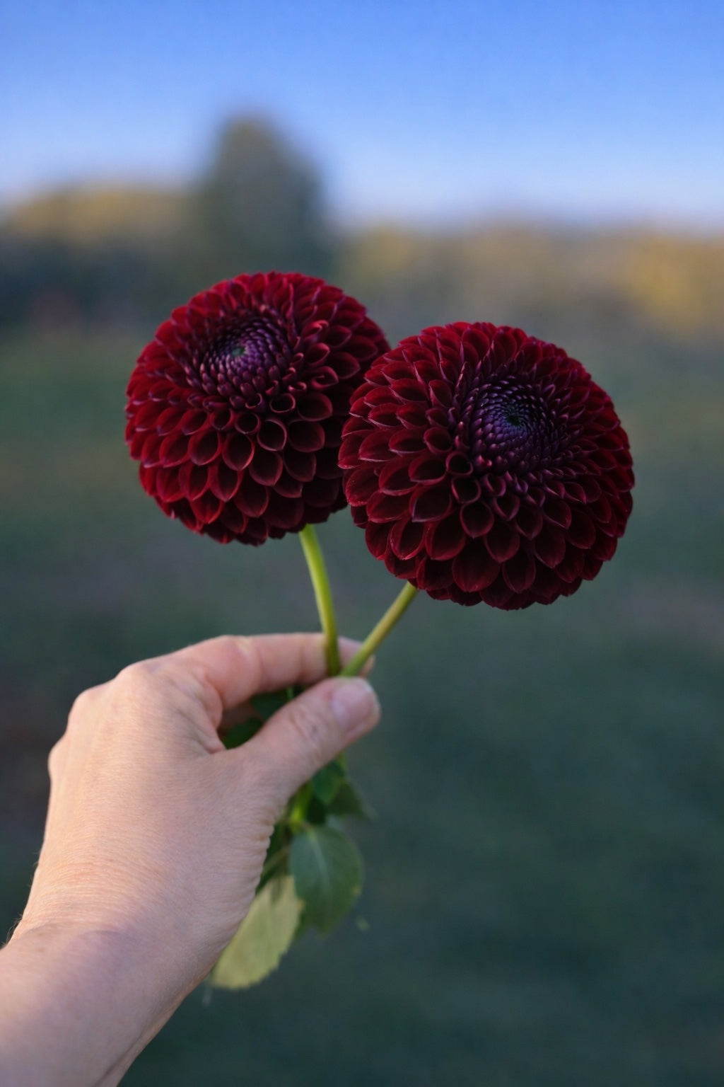 Jowey Mirella dahlia tuber