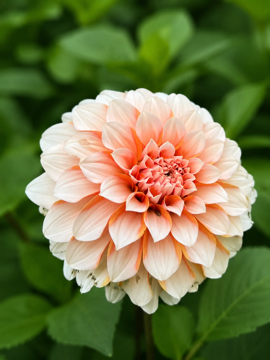 Lee's Chloe dahlia tuber