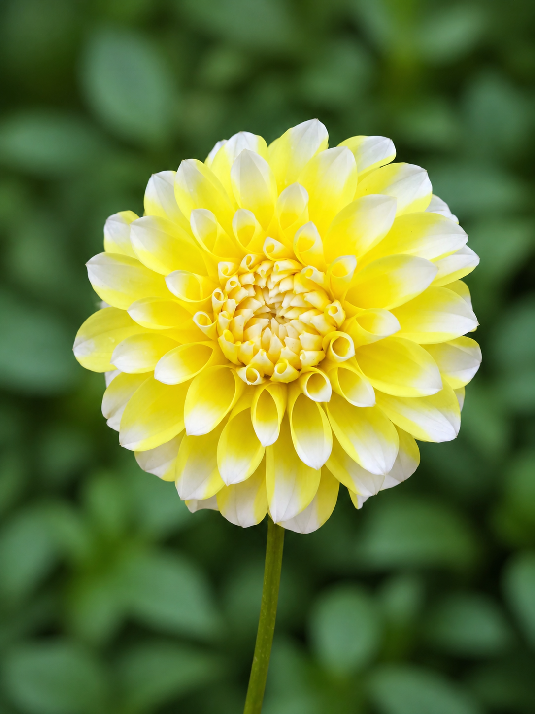 Ova Jo dahlia tuber