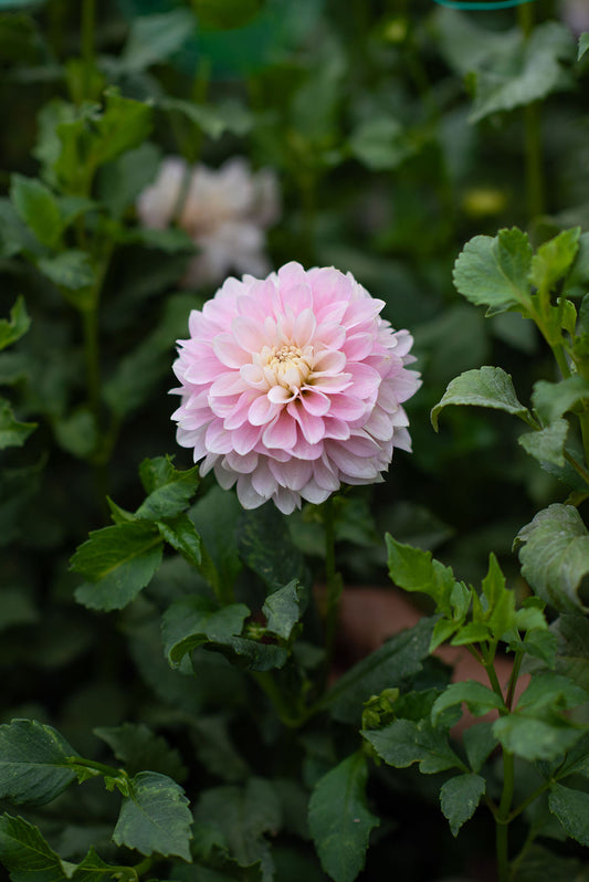 Chilson's Pride dahlia tuber