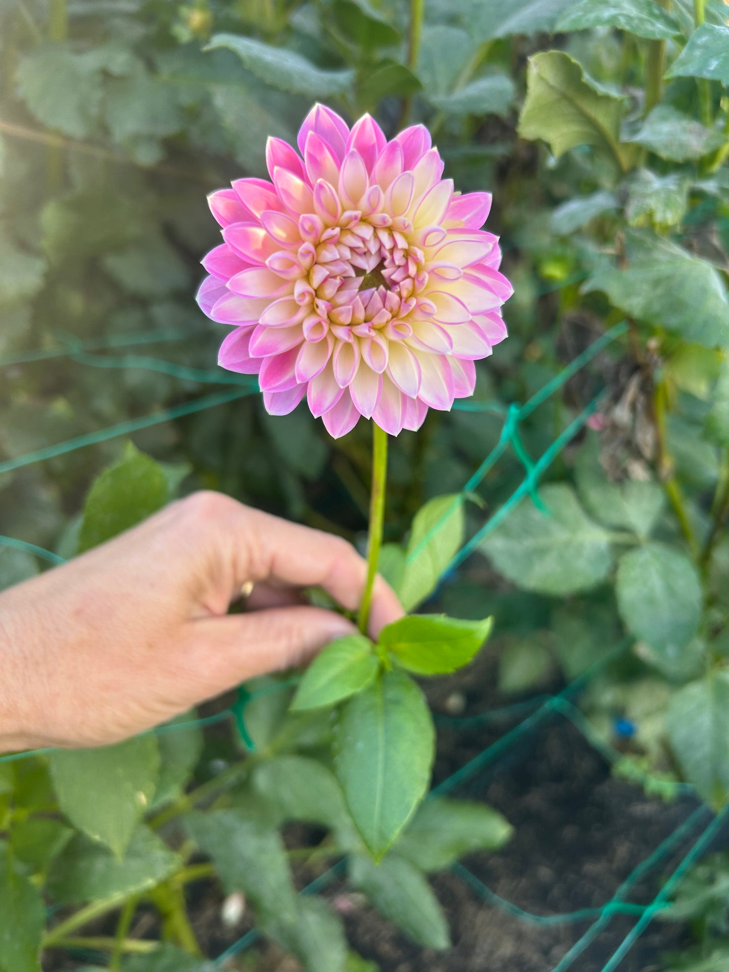 Arbatax dahlia tuber