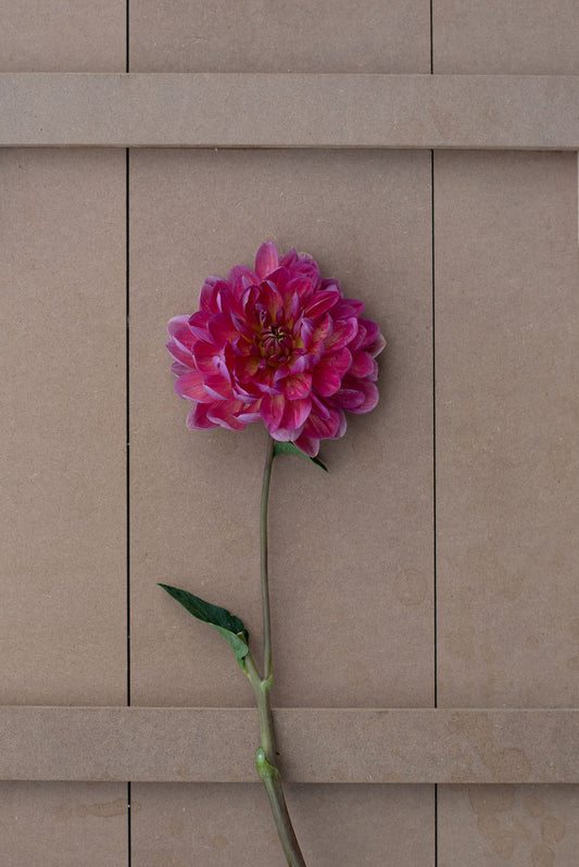 Ruthie G dahlia tuber