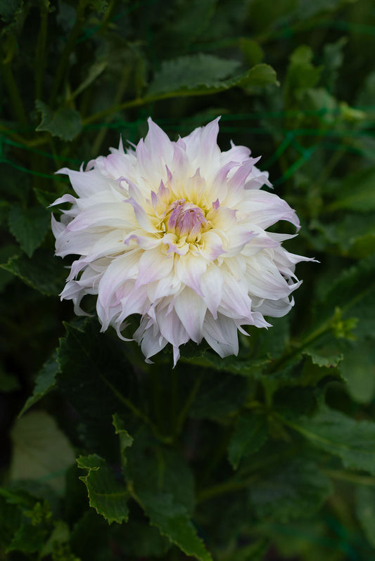Shiloh Noelle dahlia tuber