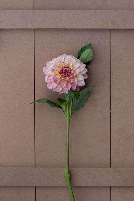 KA's Mocha Katie dahlia tuber