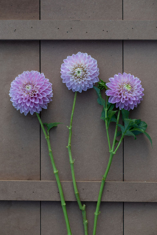Maltby Pearl dahlia tuber