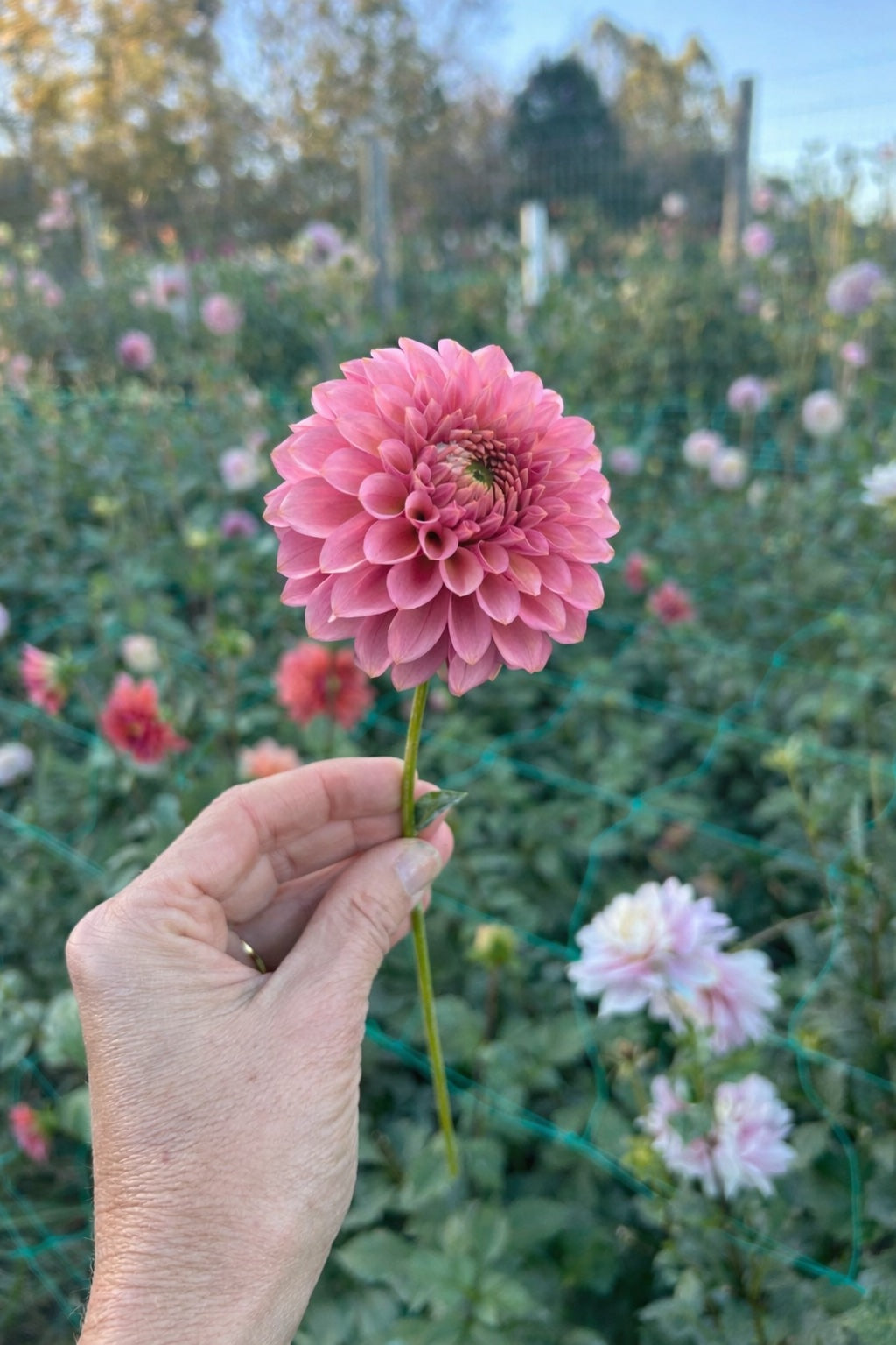 20th Ave Pink Cloud dahlia tuber