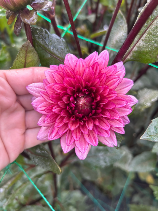 Molly Raven dahlia tuber