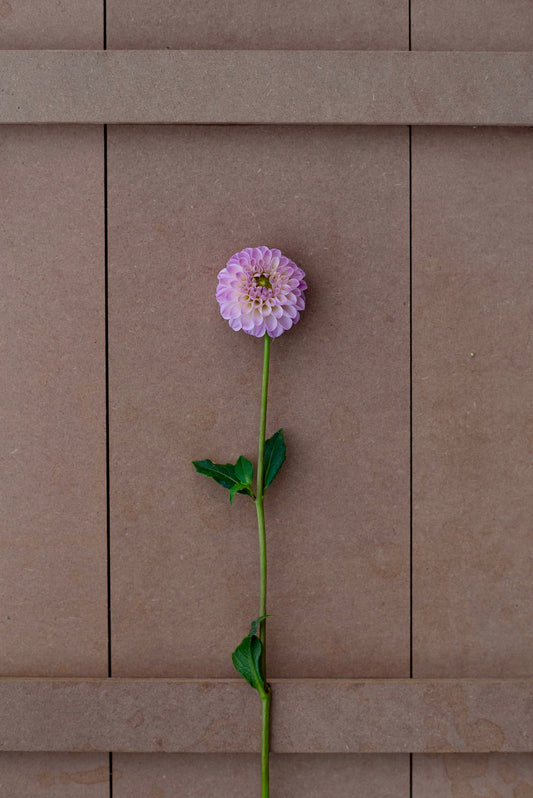 Odyssey dahlia tuber