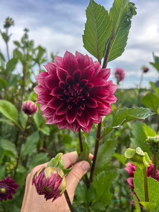 Bloomquist York dahlia tuber
