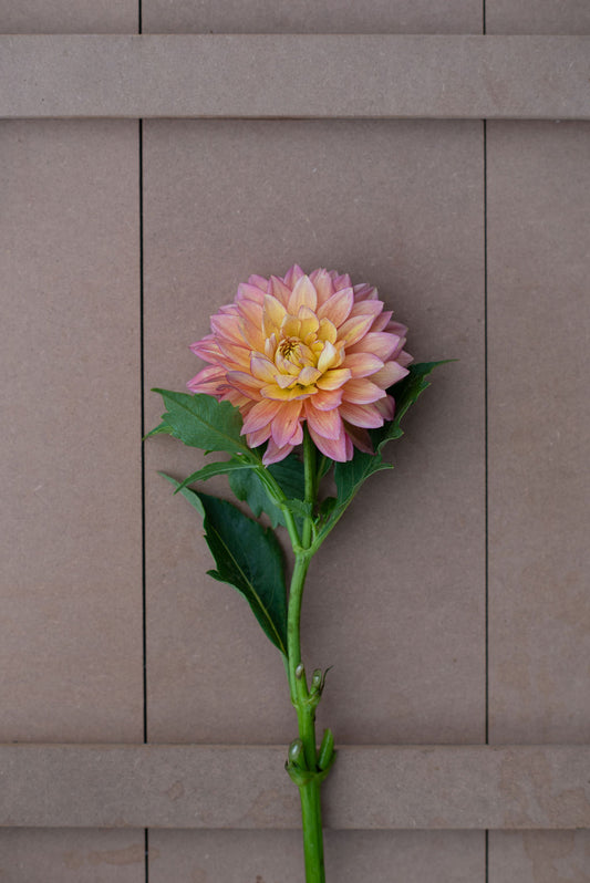 Bloomquist Vigor dahlia tuber