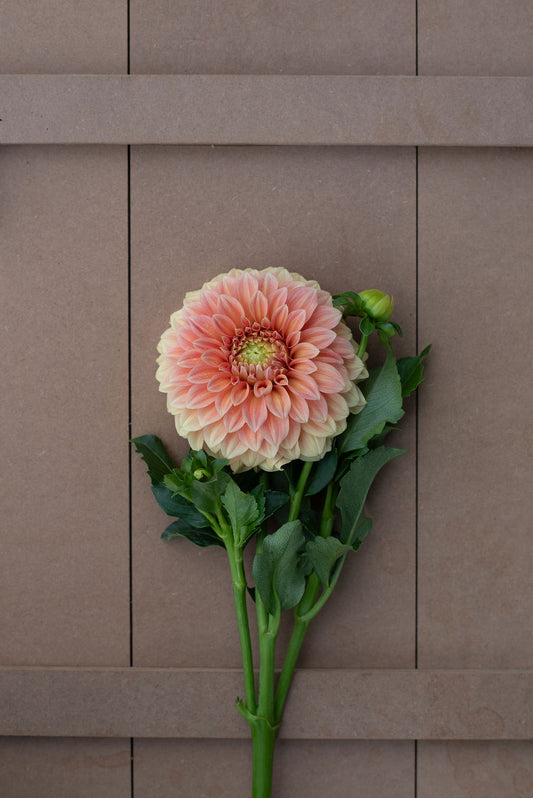 Bocherell dahlia tuber