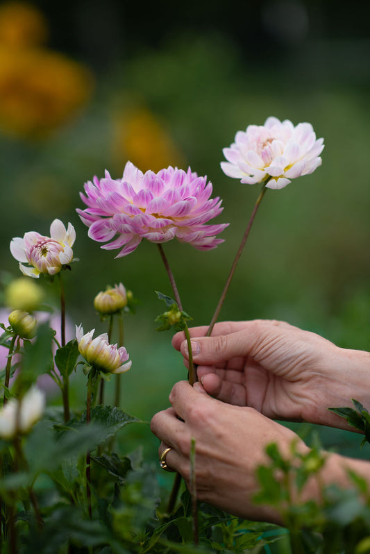 Kelgai Ann dahlia tuber
