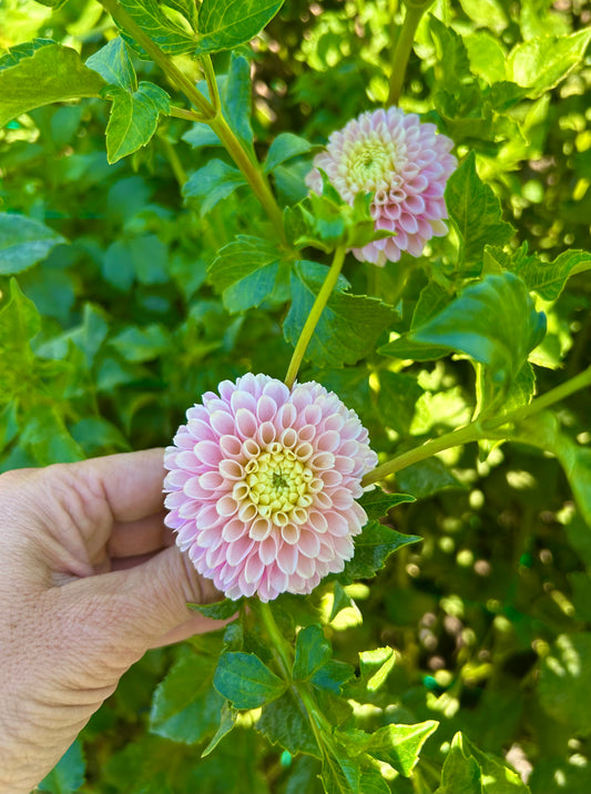 Hollyhill Pollyanna dahlia tuber