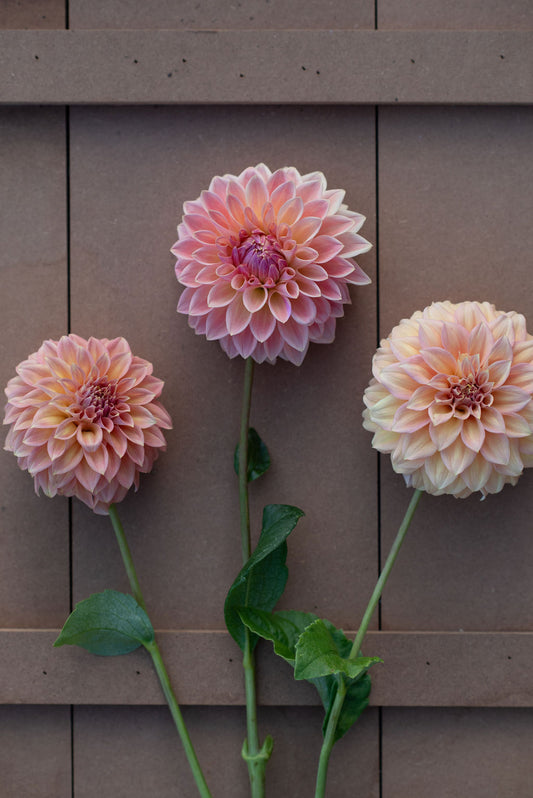 Bloomquist Alan dahlia tuber