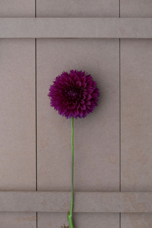 Merlot dahlia tuber