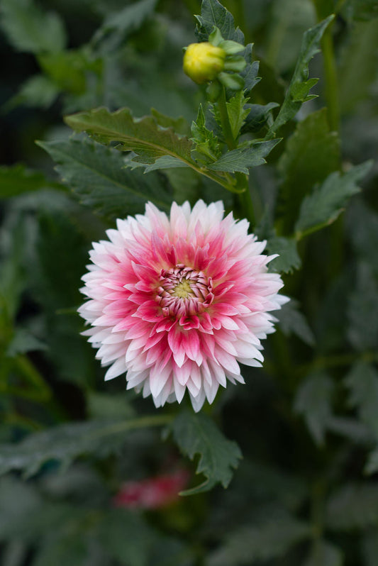 Hapet Austria Lace dahlia tuber