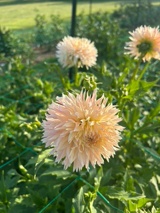 Hapet Champagne dahlia tuber
