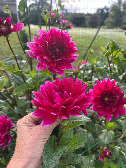 Hollyhill Pandora dahlia tuber