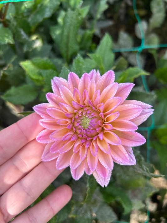 Mondriaan dahlia tuber