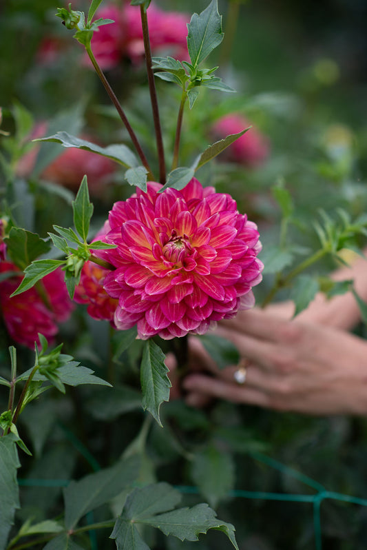Lee's Scarlet Macaw dahlia tuber
