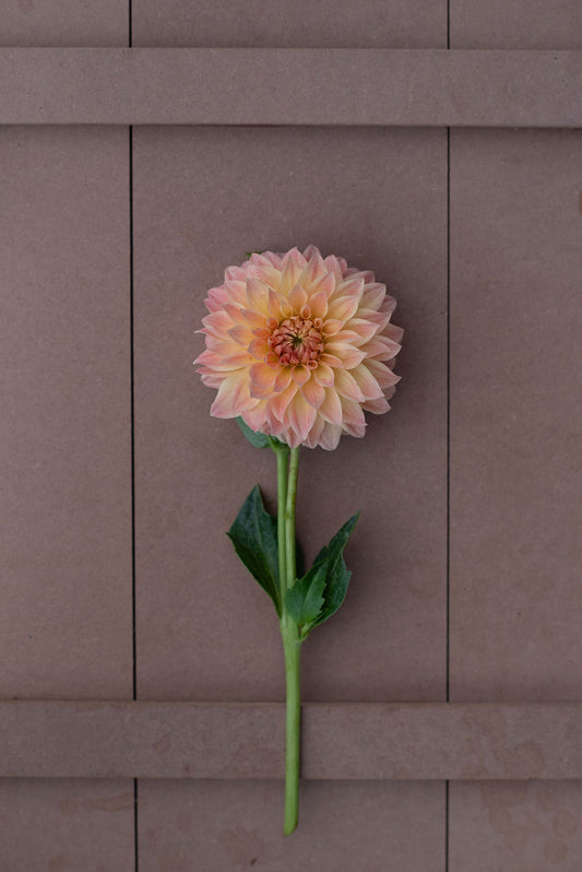 Hamilton Lillian dahlia tuber