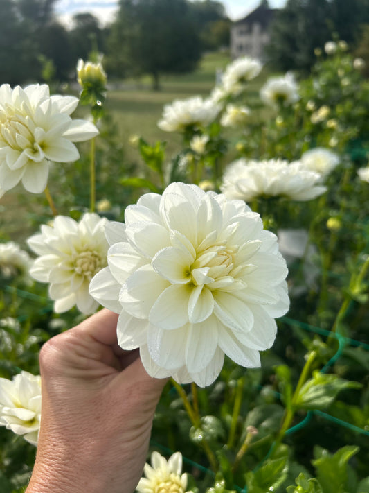 Bridezilla dahlia tuber