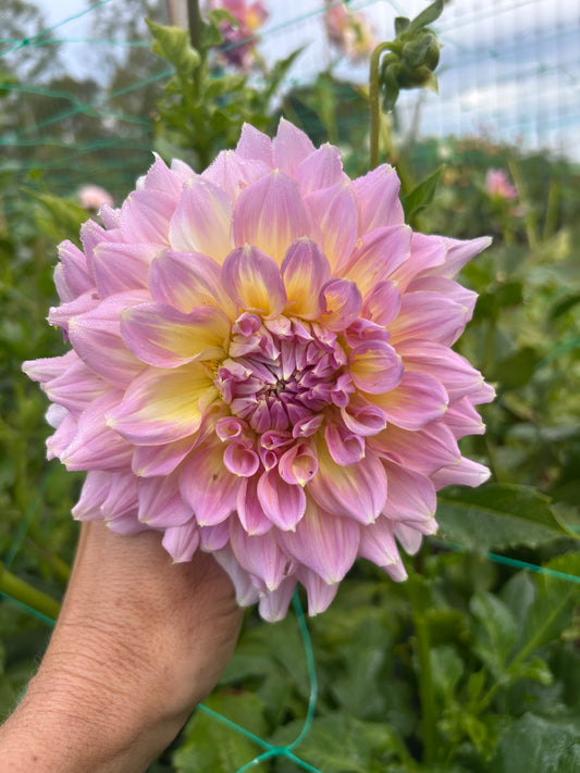 Strawberry Ice dahlia tuber