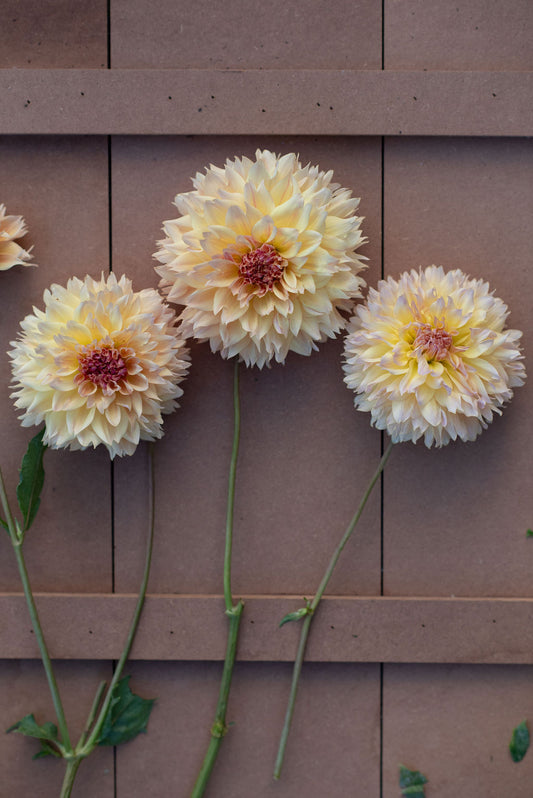 Karmel Korn dahlia tuber