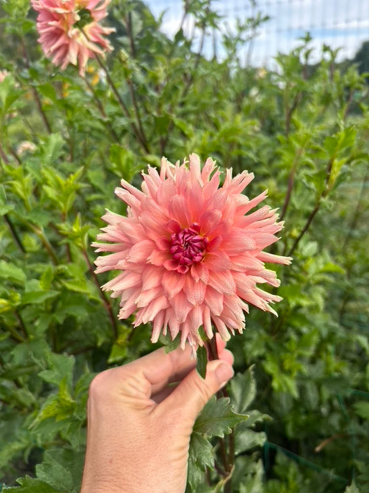 Terracotta dahlia tuber