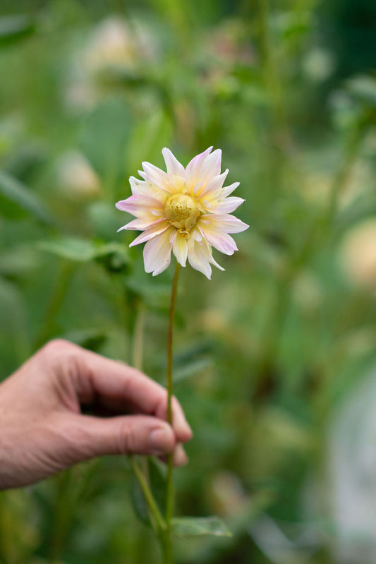 Apple Blossom dahlia tuber