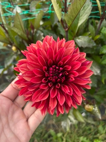 Danique dahlia tuber