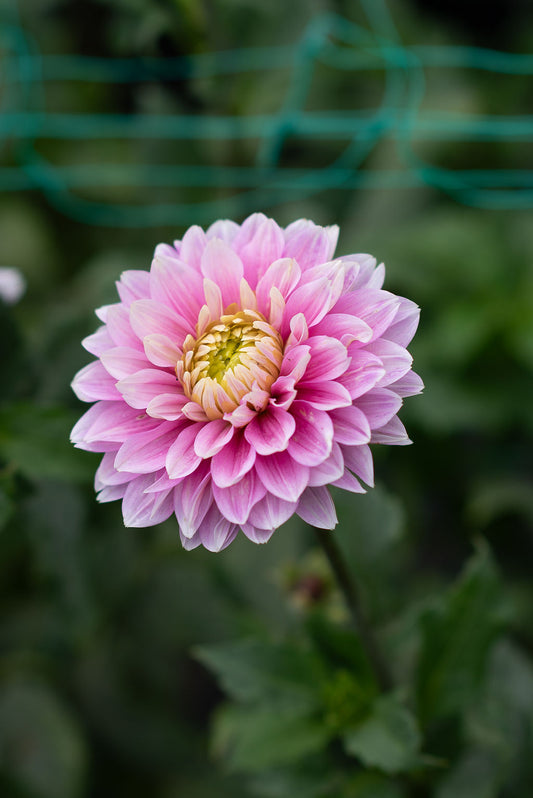Sugartown Sunrise dahlia tuber