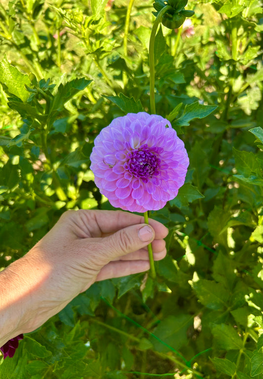 20th Ave Pure Prince dahlia tuber